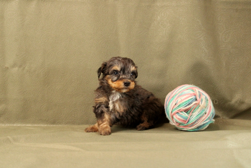 puppy, for, sale, Mini Bernedoodle F2, Matthew B. Stoltzfus, dog, breeder, Gap, PA, dog-breeder, puppy-for-sale, forsale, nearby, find, puppyfind, locator, puppylocator, aca
